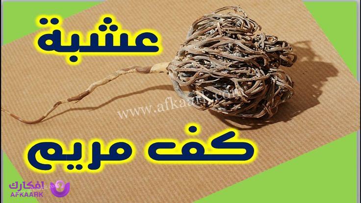 تجاربكم في استخدام عشبة كف مريم للحمل بتوأم