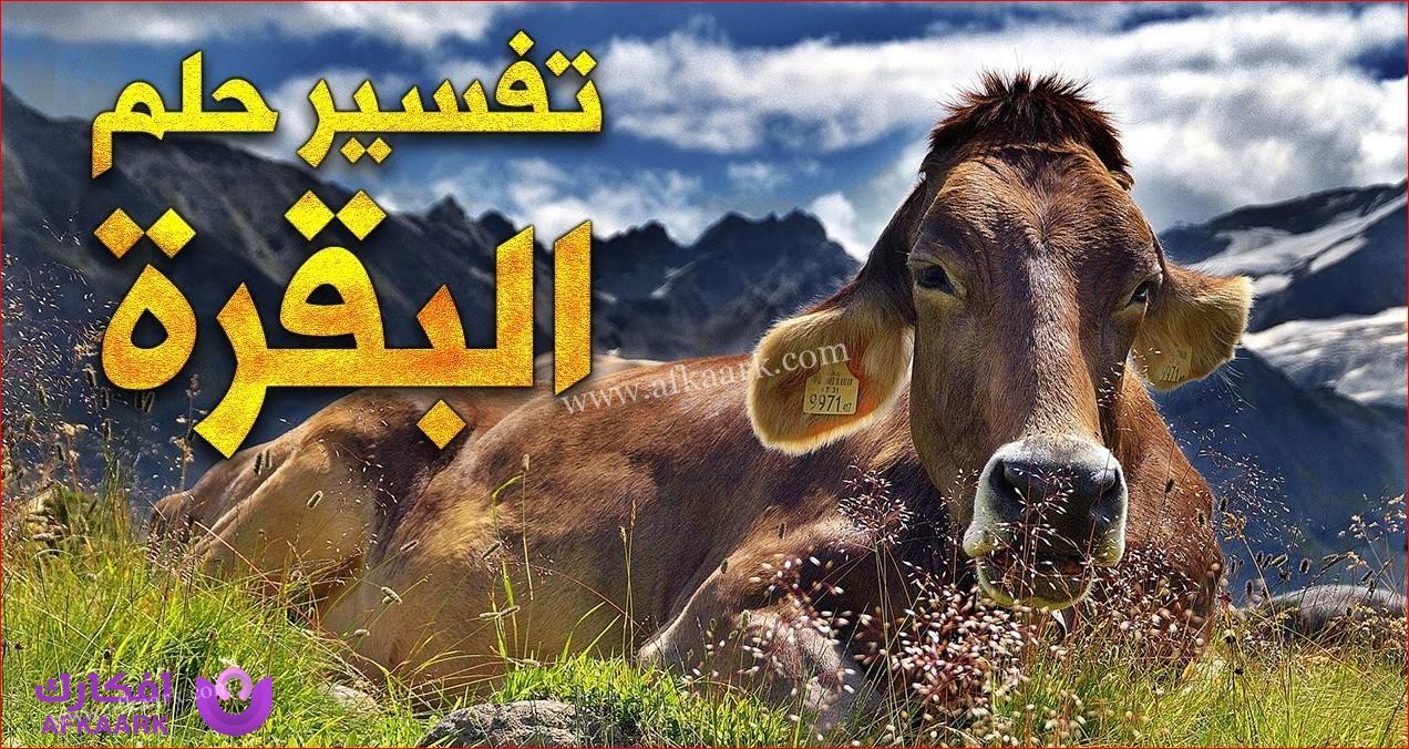 البقرة في المنام