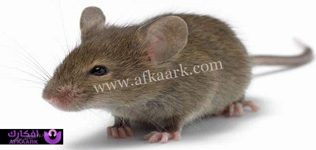 تفسير رؤية الفأر في المنام لابن سيرين